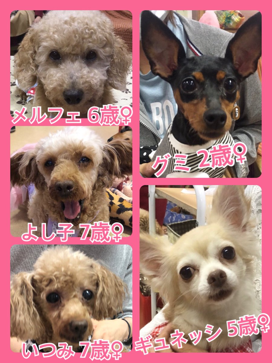 🐾今日の里親様募集中ワンコ🐶メンバーです🐾2019,10,19